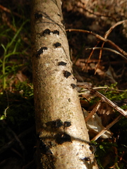 Eutypella sorbi