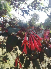 Fuchsia triphylla