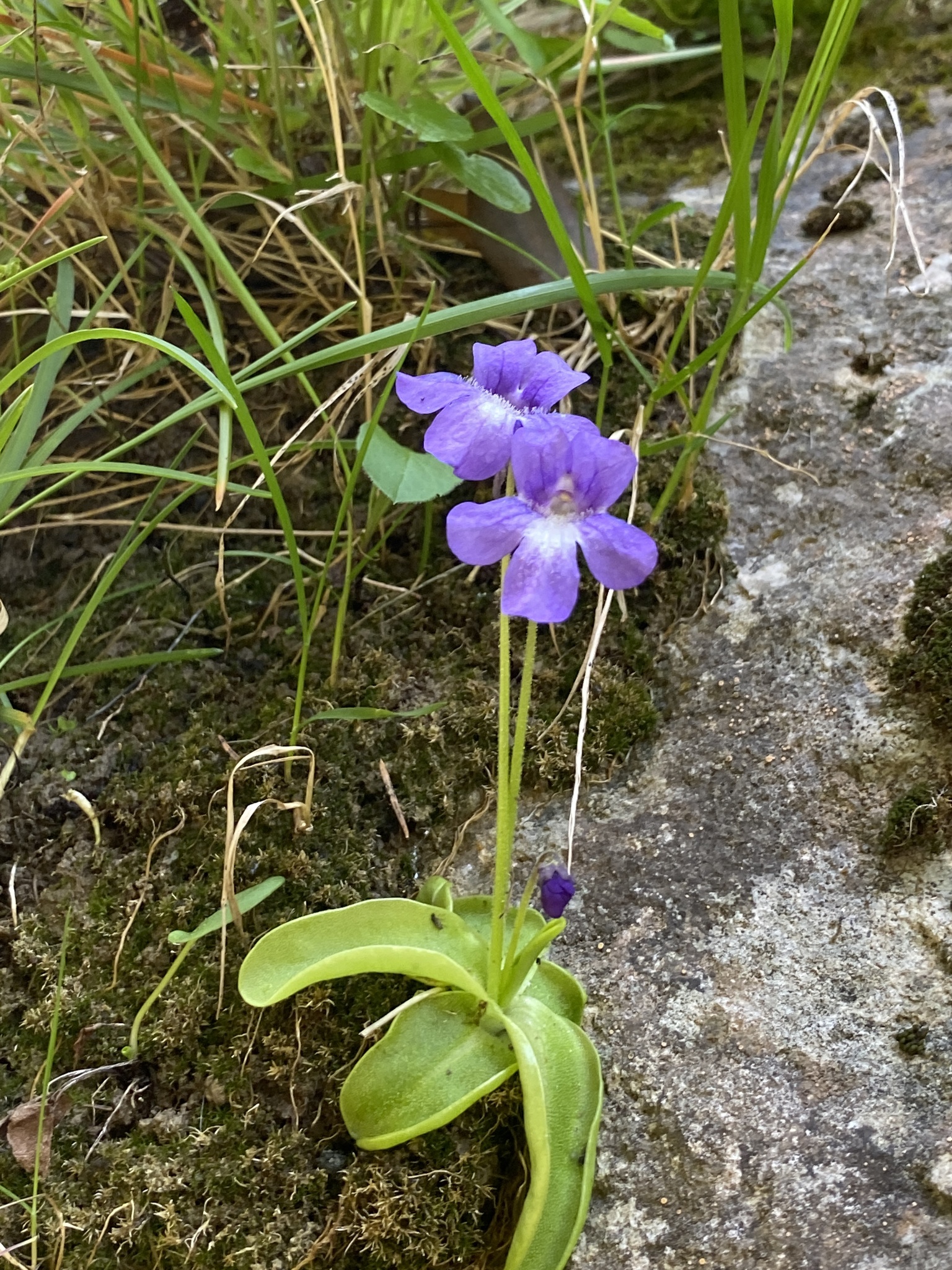 Pinguicula caussensis (Casper) Roccia 3