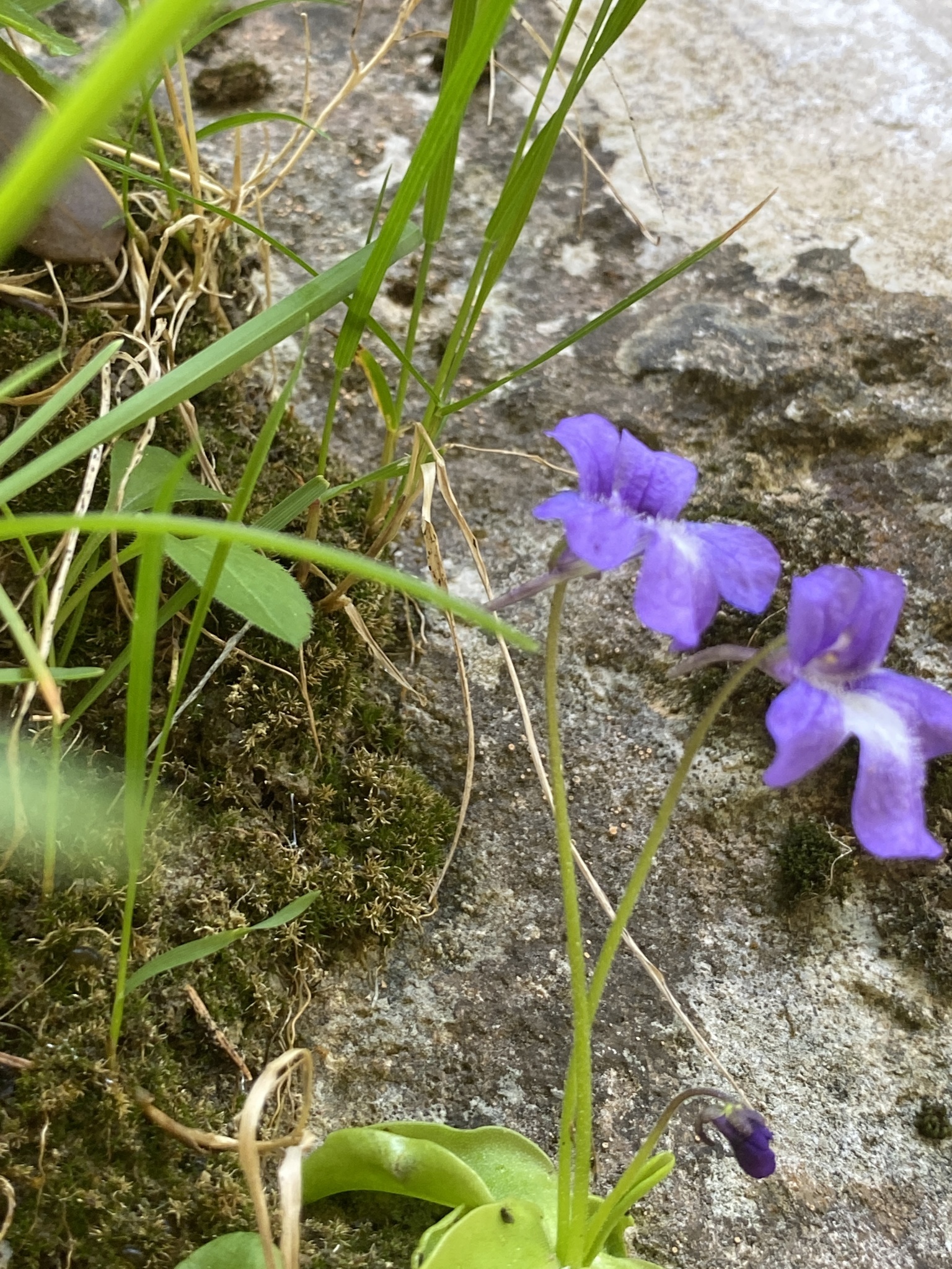 Pinguicula caussensis (Casper) Roccia 4