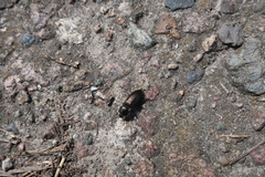 Selatosomus aeneus
