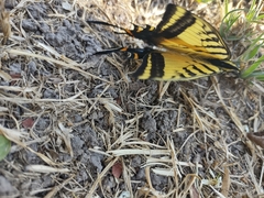 Papilio multicaudata multicaudata