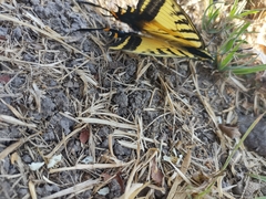 Papilio multicaudata multicaudata