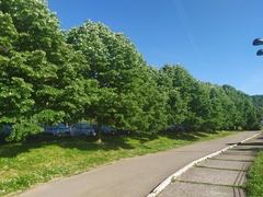 Tilia