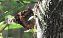 Opsiphanes quiteria meridionalis