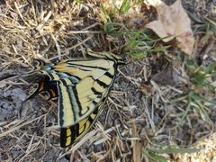 Papilio multicaudata multicaudata