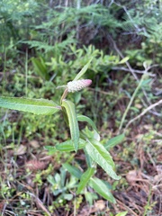 Pterocaulon pycnostachyum