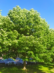 Tilia