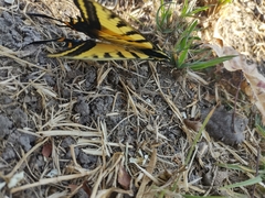 Papilio multicaudata multicaudata