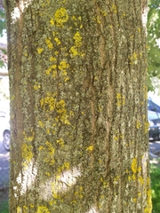 Tilia