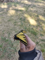 Papilio multicaudata multicaudata