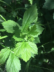 Geum urbanum