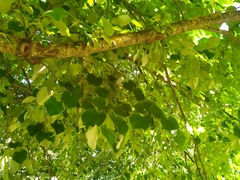 Tilia