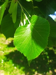 Tilia