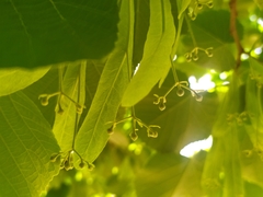 Tilia