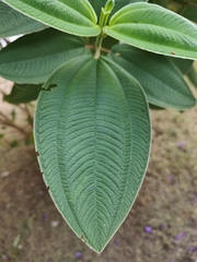 Pleroma heteromallum