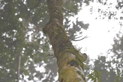 Dendrobium teretifolium