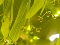 Tilia