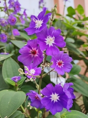 Pleroma heteromallum