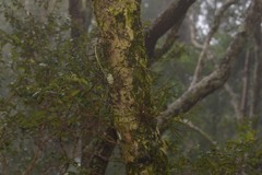 Dendrobium teretifolium