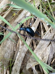 Meloini