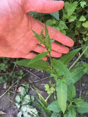 Rumex