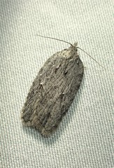 Acleris maximana