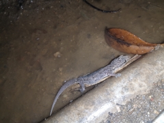 Hemidactylus bowringii