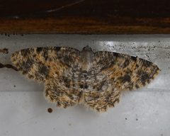 Charissa subtaurica