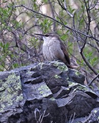 Tarphonomus harterti