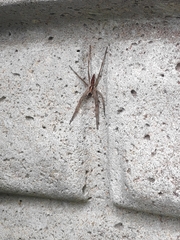 Pisaura mirabilis