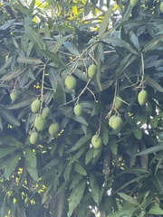 Mangifera indica