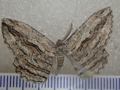 Scioglyptis loxographa