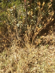 Tagetes foetidissima