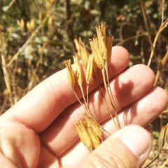 Tagetes foetidissima