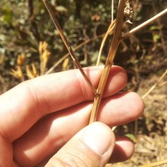 Tagetes foetidissima
