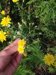 Crepis tectorum