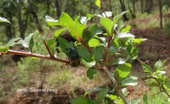 Monocesta ducalis