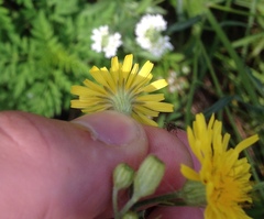 Crepis tectorum