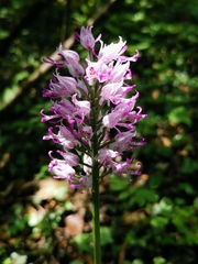 Orchis × beyrichii