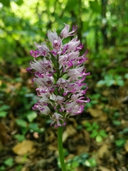 Orchis × beyrichii