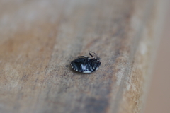 Tritomegas rotundipennis