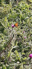 Danaus erippus