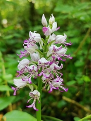 Orchis × beyrichii