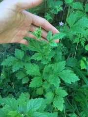 Geum urbanum