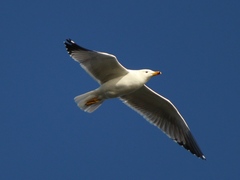 Larus armenicus