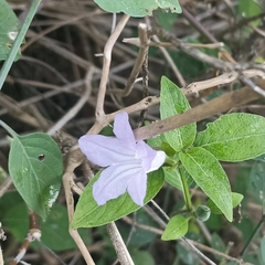 Ruellia prostrata