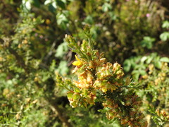 Ulex micranthus