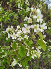 Amelanchier spicata