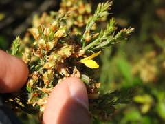Ulex micranthus